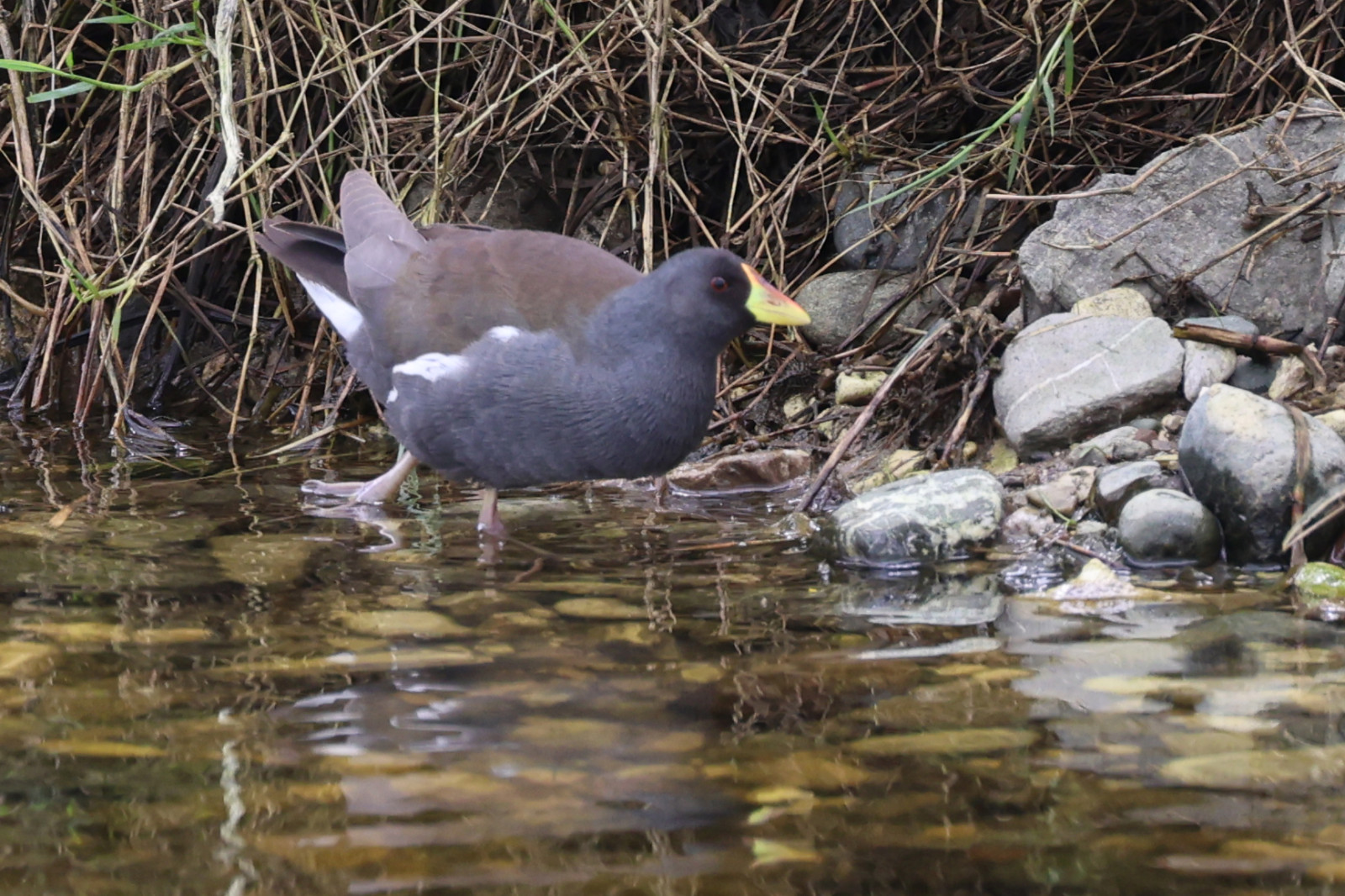 image Lesser Moorhen
